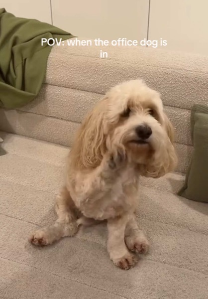 TikTok Post Thumbnail